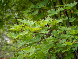 flowers, leaves and trees in the Vorontsov Park in Moscow