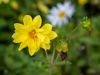 flowers in the Vorontsov Park in Moscow