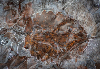 Closeup of old brown leaf frozen in the ice in the forest