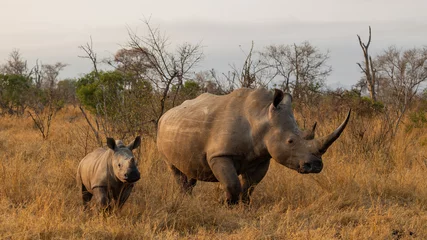 Fototapeten White rhino cow and calf in golden light © Jurgens