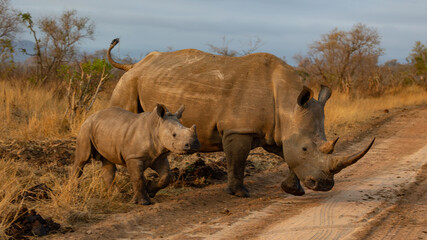 White rhino cow and calf in golden light
