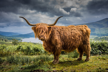 Highland Cow overlooking Loch Arkaig - obrazy, fototapety, plakaty