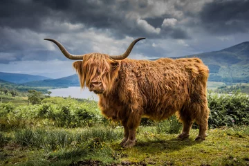 Gartenposter Schottischer Hochländer Highland Cow overlooking Loch Arkaig