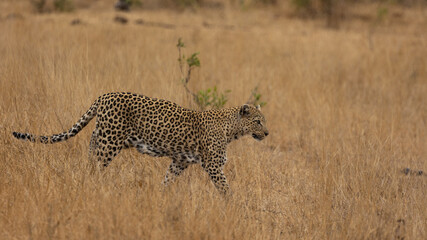leopardess on the move in the wild
