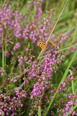 The small copper in heather