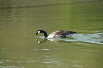duck on the water