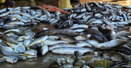 Closeup of coho fish pile on the ground in the market