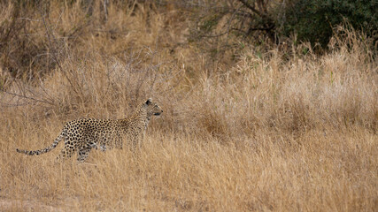 leopardess on the move in the wild