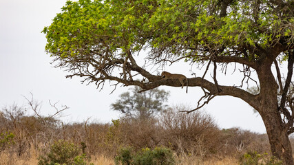 leopard in a tree at springtime - obrazy, fototapety, plakaty