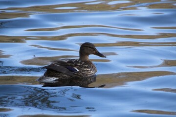 duck on the water