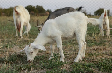 Fototapeta premium Cute goatling on pasture at farm. Baby animal