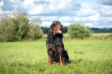 Summer season, Setter Gordon in green fields. High quality photo