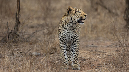 leopard closeup in the wild