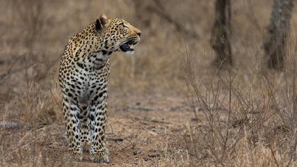 leopard closeup in the wild