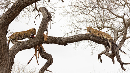 Leopard mother and cub in a tree 