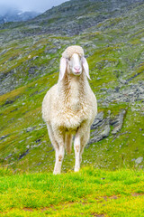 Naklejka premium Cute white alpine sheep on mountain pasture. Front view