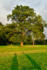 A lonely oak tree in the field at sunset and shadows on the grass, England, UK