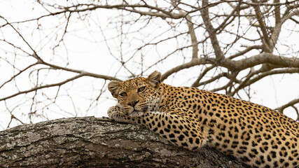a Leopard resting in a tree