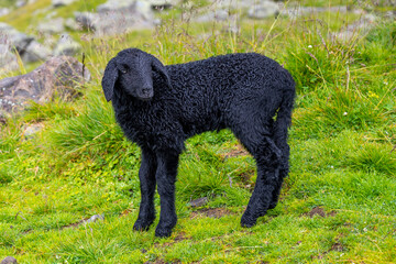 Cute black lamb on alpine mountain pasture.