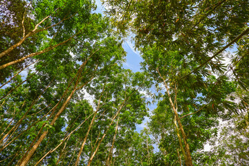 looking up view trees in tropical nature forest