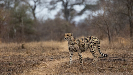 a mature male cheetah in the wild