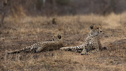 a coalition of two cheetah brothers