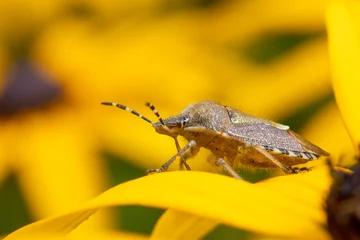 Foto op Canvas Brown marmorated stink bug (Halyomorpha halyson) on Rudbeckia 'Goldsturm'.. © chillingworths