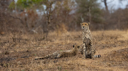 a coalition of two cheetah brothers