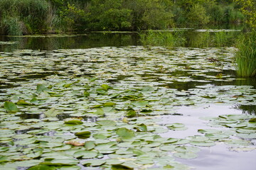 The nature in the Müritz National Park is somewhat similar to the landscape of the Amazon region.
