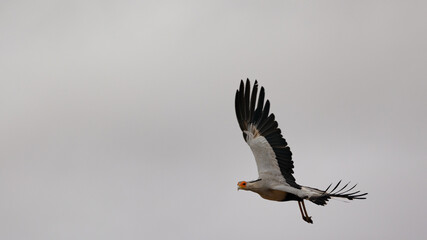 a secretarybird in flight close up