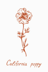 California poppy flower stem with leaves, doodledrawing with inscription, vintage style