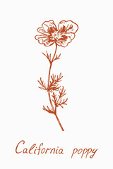California poppy flower stem with leaves, doodledrawing with inscription, vintage style