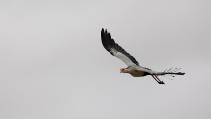 a secretarybird in flight close up