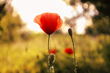red poppy field