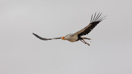 a secretarybird in flight close up