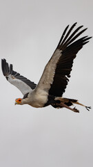 a secretarybird in flight close up