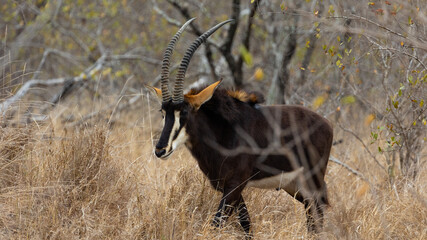a large sable bull in the wild