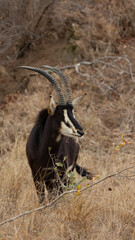 a large sable bull in the wild