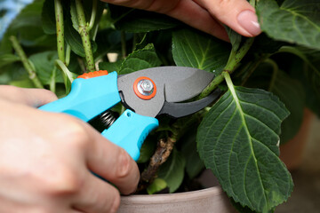 Woman pruning hortensia plant with shears outdoors, closeup