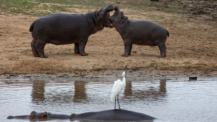 Young hippos playing at the waterhole