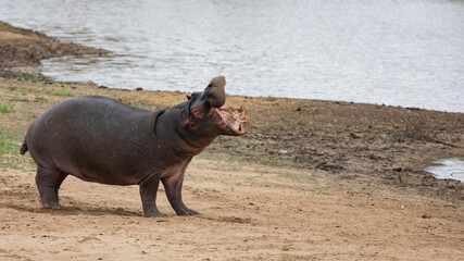 hippo with mouth open on land