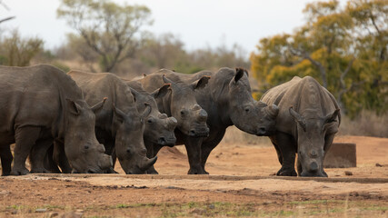 a crash of white rhino in the wild
