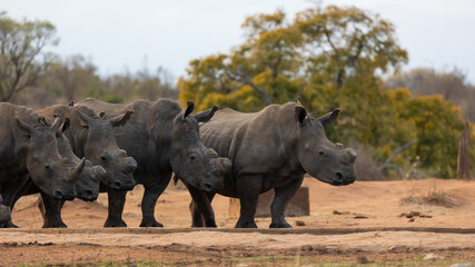 Obraz premium a crash of white rhino in the wild