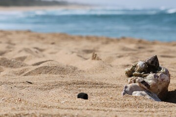 Fototapeta na wymiar shells on the sandy beach