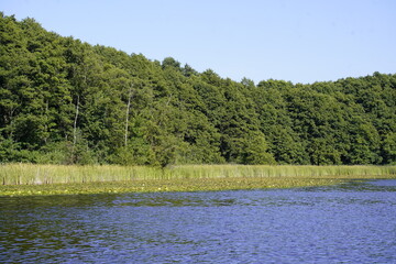 The nature in the Müritz National Park is somewhat similar to the landscape of the Amazon region.