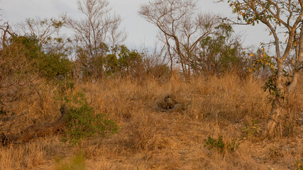 Fototapeta premium a Leopard mother and baby