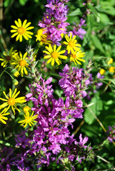 Yellow daisy Erigeron linearis and bright purple salvia wildflowers close up detail, green leaves background, soft blurry shadows bokeh, top view