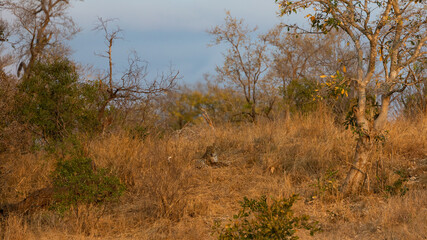 a Leopard mother and baby