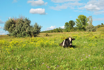 Black and white milk cow lying on green grass glade with flowers  and looking straight on background of landscape with trees and bright blue cloudy sky
