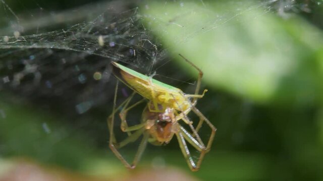 Predator and Prey - Common Sheetweb Spider, Linyphia triangularis, Froghooper